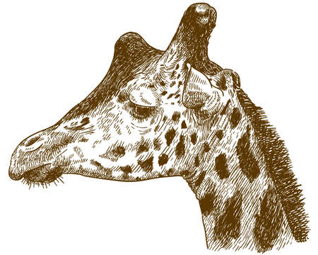 Giraffe head outline image illustrationのイラスト素材