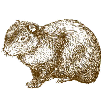 Vector antique engraving drawing illustration of common agoutiのイラスト素材