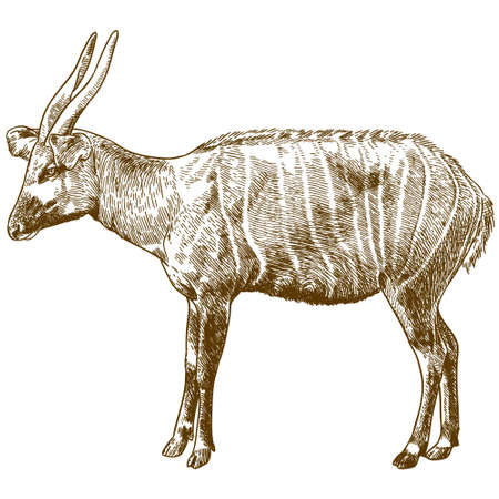 Bongo antelope outline image illustrationのイラスト素材