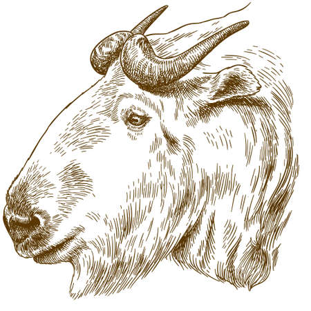 Big golden takin head image illustrationのイラスト素材