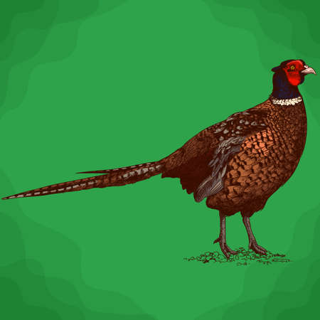 Vector antique engraving illustration of pheasant in retro styleのイラスト素材