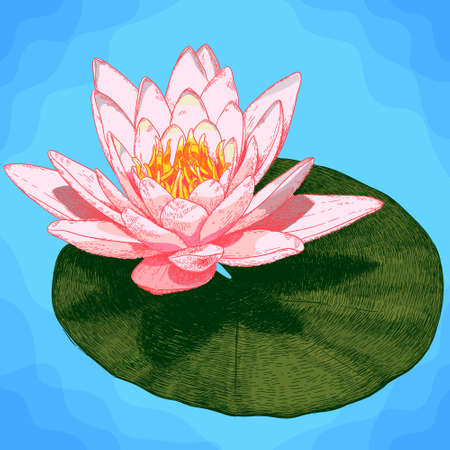 Vector hand drawn engraving illustration of water lily flower and leaves in retro styleのイラスト素材