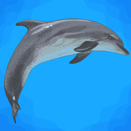 Vector antique engraving illustration of dolphin in retro styleのイラスト素材