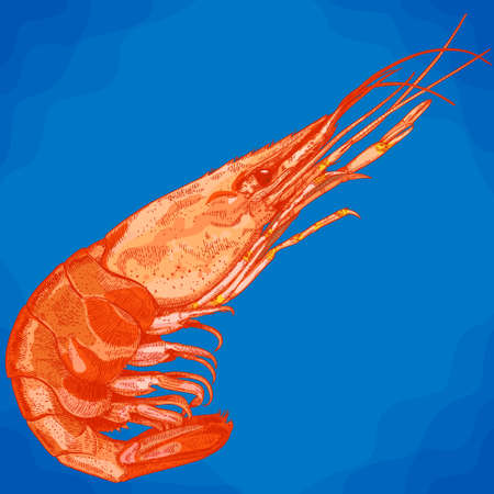 Vector engraving illustration of hand drawn shrimp in retro styleのイラスト素材