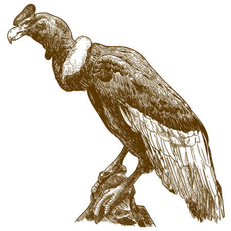Vector antique engraving drawing illustration of big andean condor isolated on white backgroundのイラスト素材