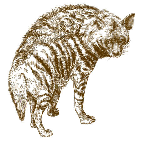 Vector antique engraving drawing illustration of hyena isolated on white backgroundのイラスト素材