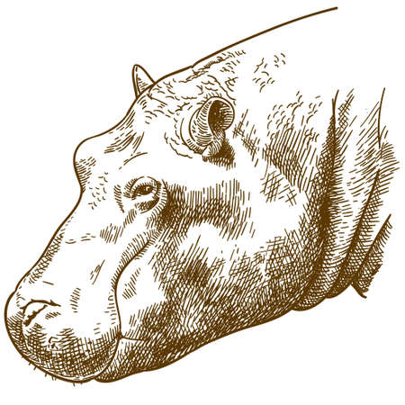 Vector antique engraving drawing illustration of hippopotamus head, isolated on white backgroundのイラスト素材