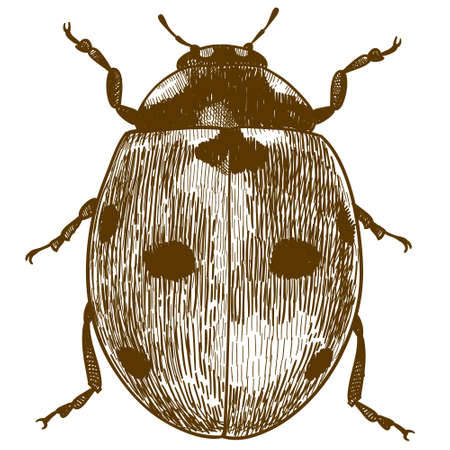 Vector antique engraving drawing illustration of ladybug or ladybird (coccinellidae) isolated on white backgroundのイラスト素材