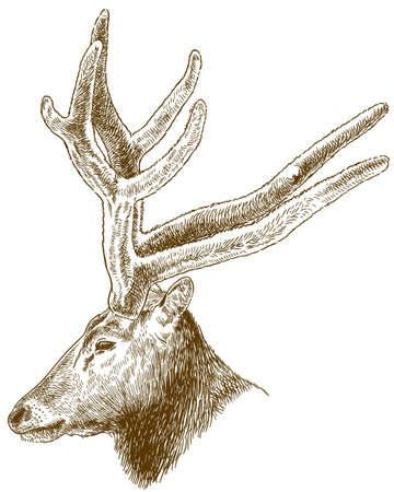 Vector antique engraving drawing illustration of big deer head isolated on white backgroundのイラスト素材