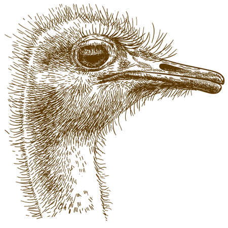 Vector antique engraving drawing illustration of big ostrich isolated on white backgroundのイラスト素材