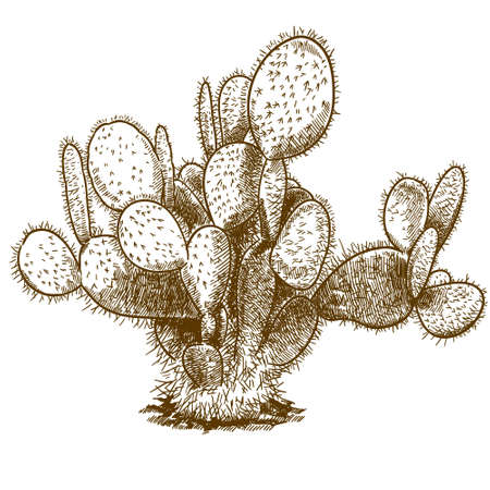 Vector antique engraving drawing illustration of opuntia cactus isolated on white backgroundのイラスト素材