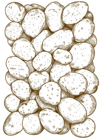 Vector antique engraving illustration of potatoes pattern isolated on white backgroundのイラスト素材