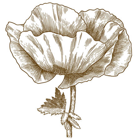 Vector antique engraving drawing illustration of poppy flower isolated on white backgroundのイラスト素材