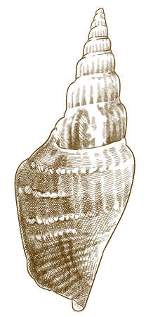 Vector antique engraving drawing illustration of strombus listeri seashells or mirabilistrombus listeri isolated on white backgroundのイラスト素材