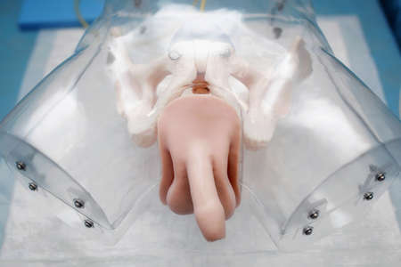 Medical anatomical dummy. Male reproductive system.の写真素材