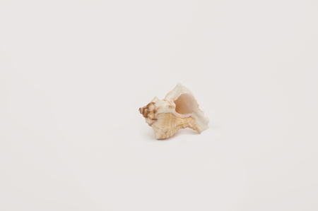 One seashell on a white background isolated