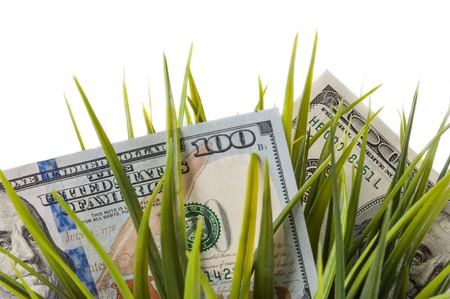 One hundred dollar bills among green grass on a white background.の写真素材