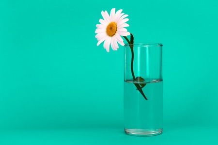 A glass with a bright chamomile flower on a green background, on the left is a place for an inscription.の写真素材