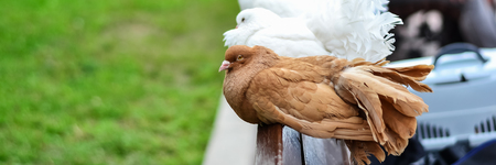 Brown and white beautiful pigeons are sitting on the back of the benchの写真素材