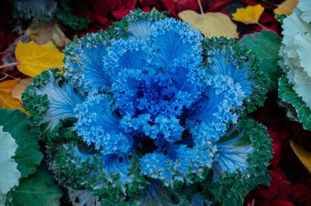 Cauliflower grows on the beds of large cauldronsの写真素材