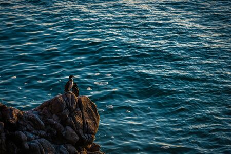 Cormorants sit on the rocks resting and warming themselves. Black Seaの写真素材