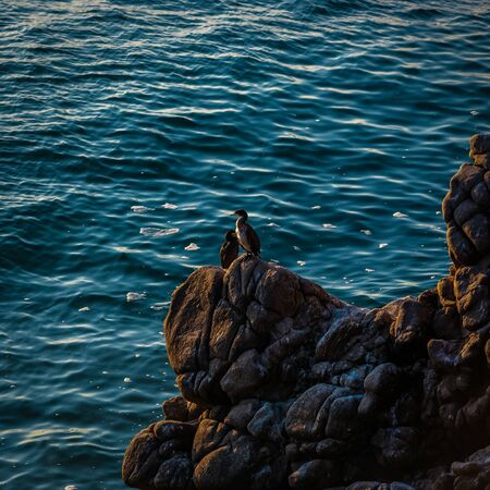 Cormorants sit on the rocks resting and warming themselves. Black Sea.