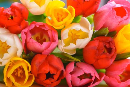 Bunch of bright fresh multicolored tulips close upの写真素材