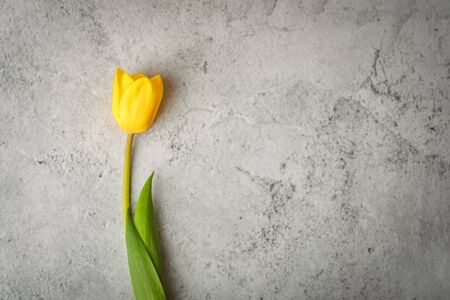 One bright yellow Tulip on a gray backgroundの写真素材