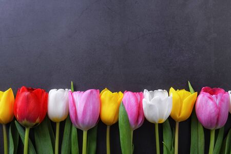 Multicolored tulips in a row against a dark gray stucco wallの写真素材