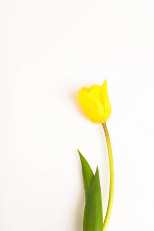 One tulip flower yellow on a white backgroundの写真素材