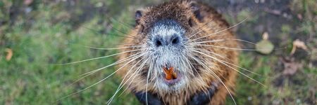 Nutria animal stands on its hind legs looking upの写真素材