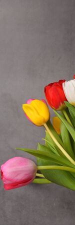 A bouquet of fresh, bright, multi-colored tulips on a gray backgroundの写真素材