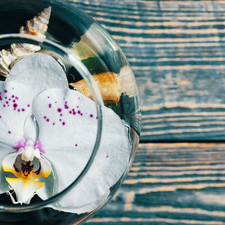 An Orchid flower floats in a circular aquariumの写真素材