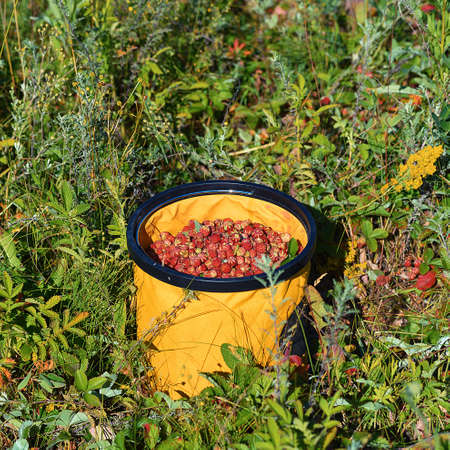 On a strawberry field among bushes with berries there is a large bucket with collected strawberries.の写真素材