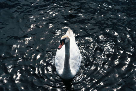 The white Swan, elegant and majestic, floats on the pond, glides easily on the calm water.の写真素材