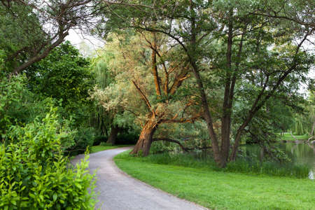 Beautiful road in the park at summerの写真素材