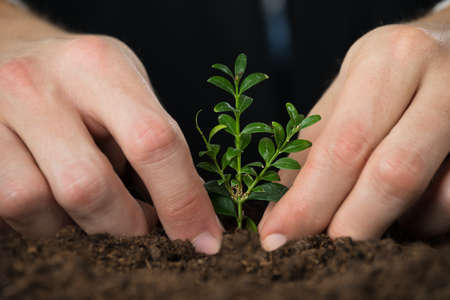 Close-up Of Person Hand Planting Small Tree On Ground