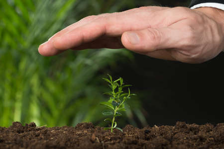 Close-up Of A Person Hand Protecting Plant On Land