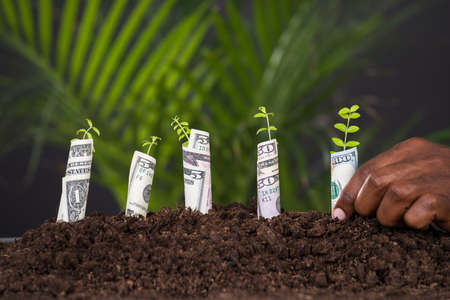 Close-up Of Person's Hand Planting Sapling Rolled With Banknoteの写真素材