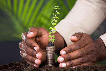Close-up Of Person's Hand Protecting Sapling On Stacked Coins