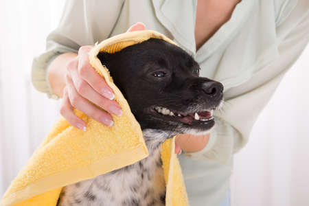 Close-up Of Woman Drying Her Dog With Towel At Homeの写真素材