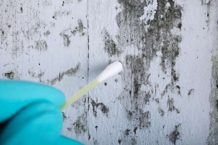 Close-up Of Person's Hand Holding Cotton Bud To Get Fungus Samples From Wallの写真素材