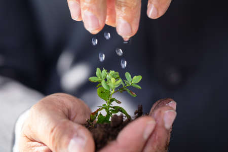 Close-up Of A Person's Hand Watering To Sapling