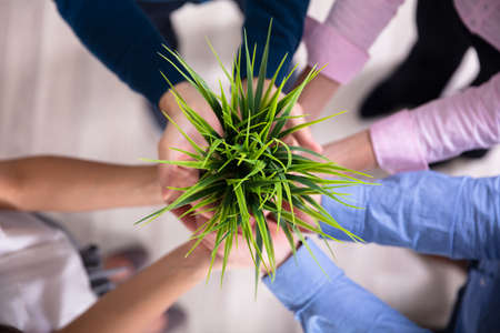 Group Of Businesspeople Hands Holding Green Potted Plantの写真素材