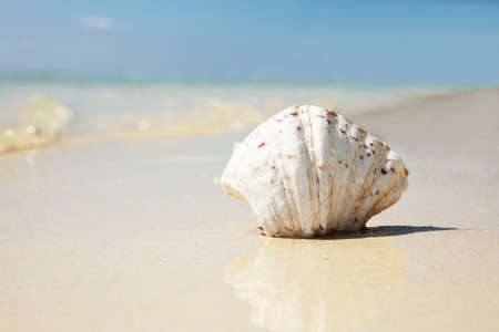 Close-up Of White Scallop Seashell On The Reflective Sand Near The Seaside At Beachの写真素材