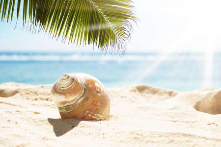 Palm Leaves Over The Conch Seashell On Sand In Sunlight At Beachの写真素材