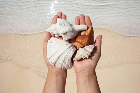 Close-up Of A Woman's Hand Holding Seashells Over The Blurred Sand At Beachの写真素材
