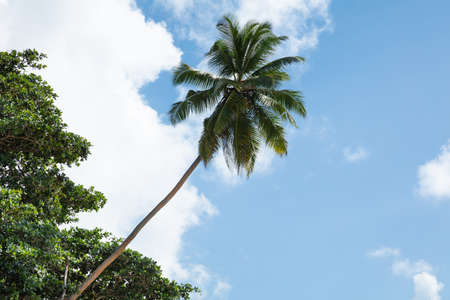 Low Angle View Of Green Coconut Palm Trees Against Skyの写真素材