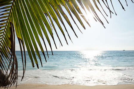 Close-up Of Palm Leaves Of A Tree Over The Sandy Idyllic Beach