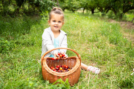 Girl Putting Fresh Picked Cherries Into The Basketの写真素材